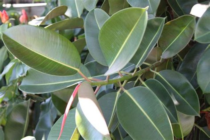 Can a rubber tree plant survive outside?