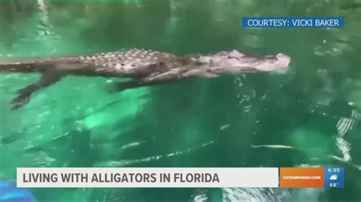 Can an alligator survive winter?