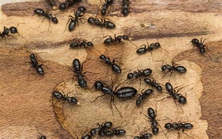 Can ants dig through concrete?