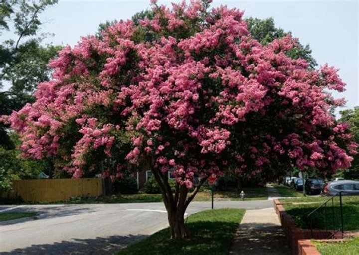 Can aphids kill a crape myrtle?