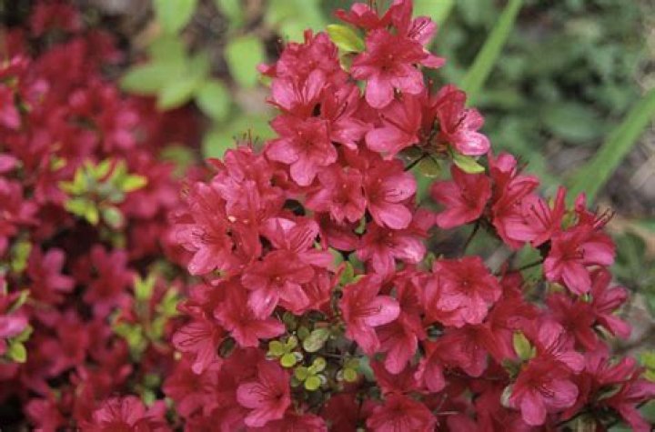Can azaleas grow in Zone 5?
