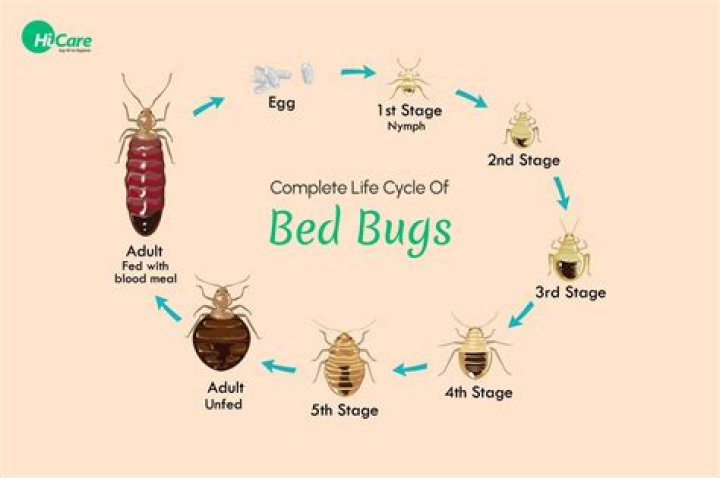 Can bed bugs live in a refrigerator?