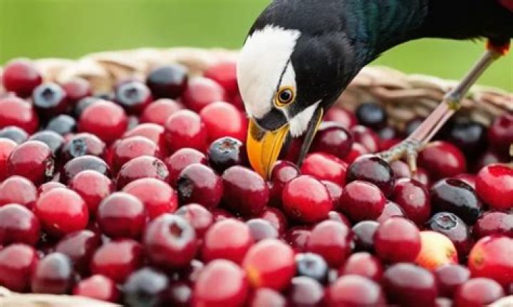 Can birds eat dried cranberries?
