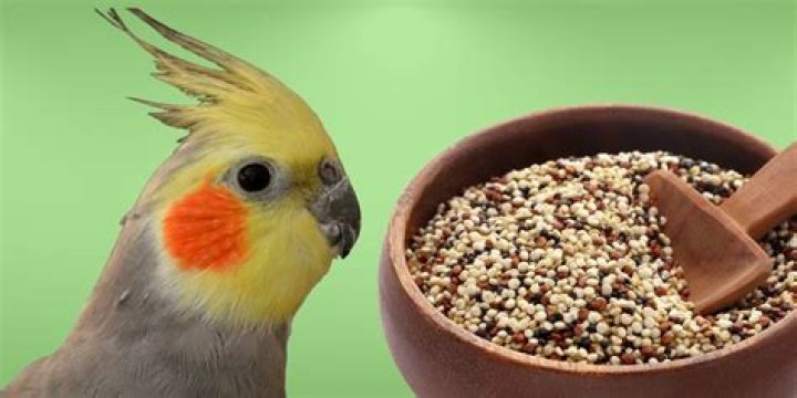 Can birds eat Indian corn?