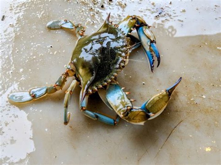 Can blue crabs live in tap water?
