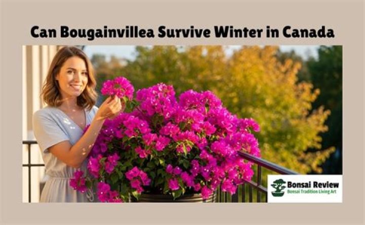 Can bougainvillea survive winter?