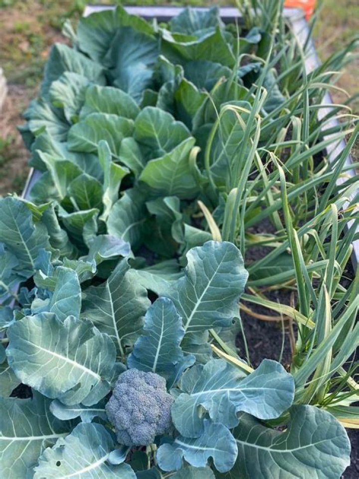 Can broccoli and cabbage be planted together?