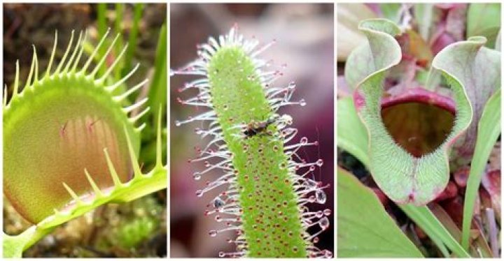 Can carnivorous plants photosynthesize?