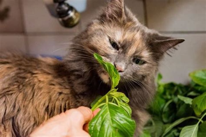 Can cats eat herbs?