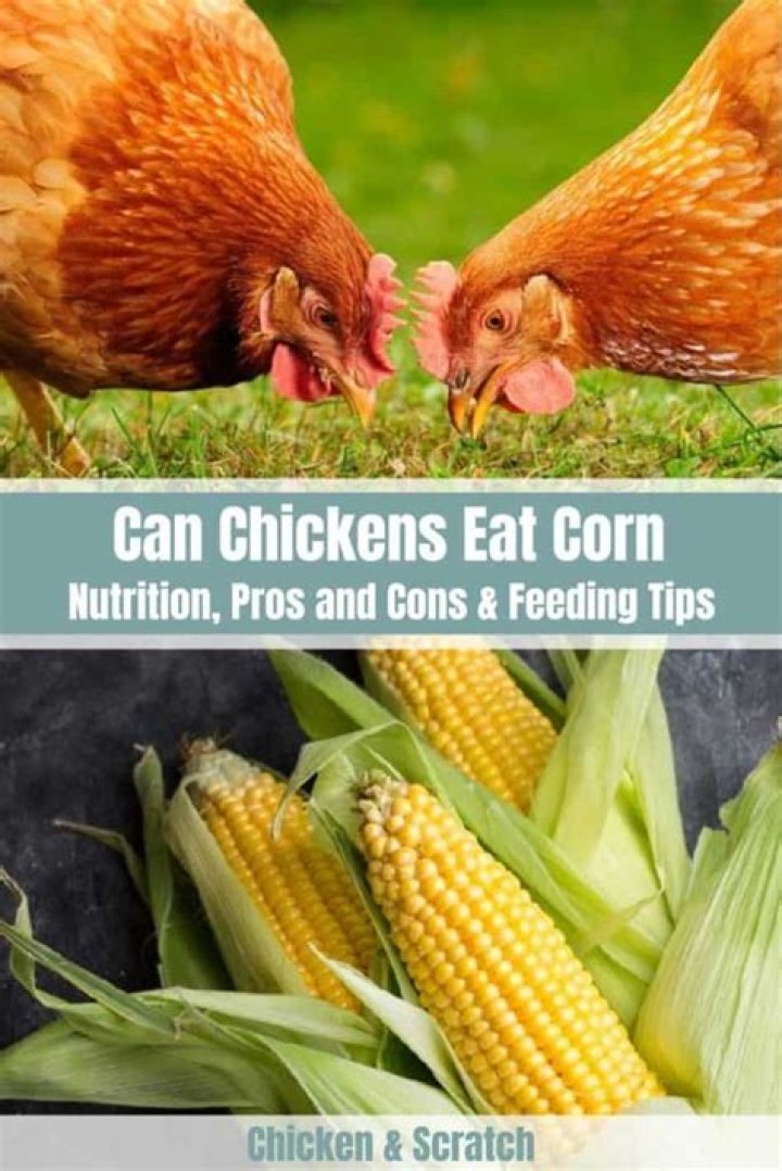 Can chickens eat corn in the summer?