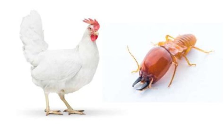 Can chickens eat termites?