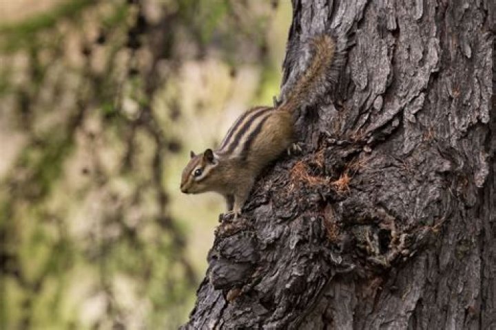 Can chipmunk climb trees?