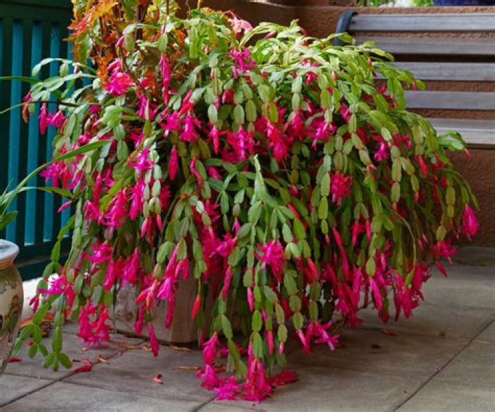 Can Christmas cactus survive cold weather?