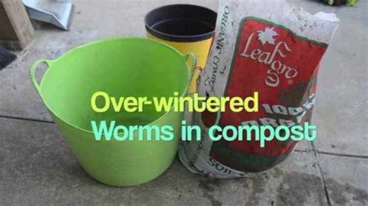 Can compost worms survive winter?