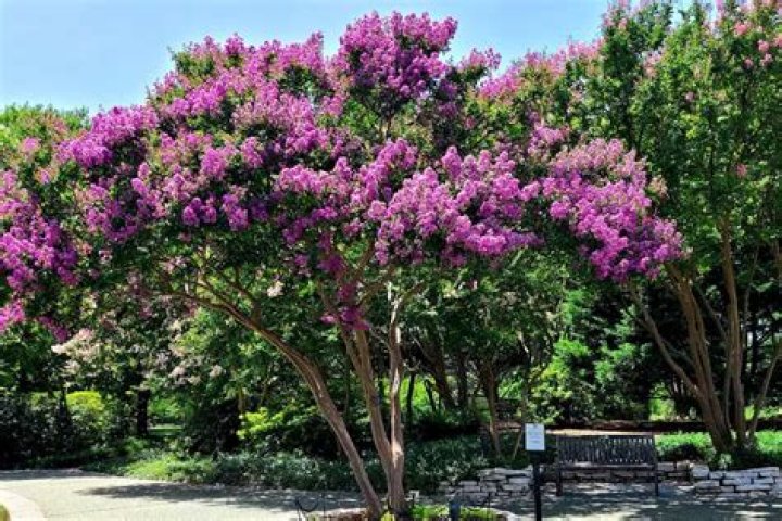 Can crape myrtle grow in NJ?