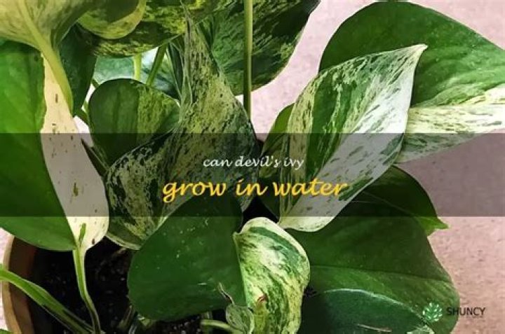 Can Devil’s Ivy grow in water?