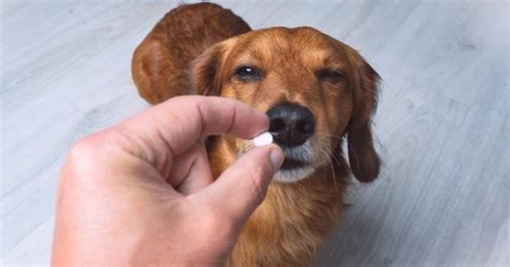 Can Dog pills be crushed?