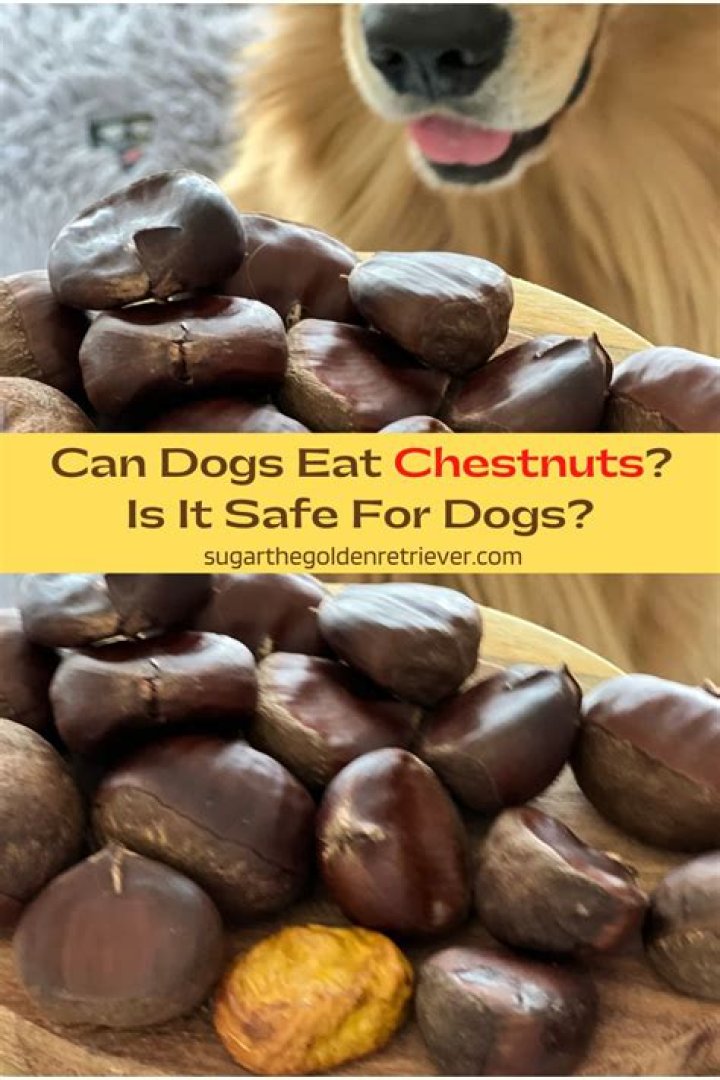 Can dogs eat chipmunks?