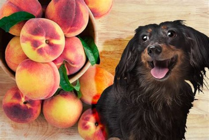 Can dogs eat peaches and plums?