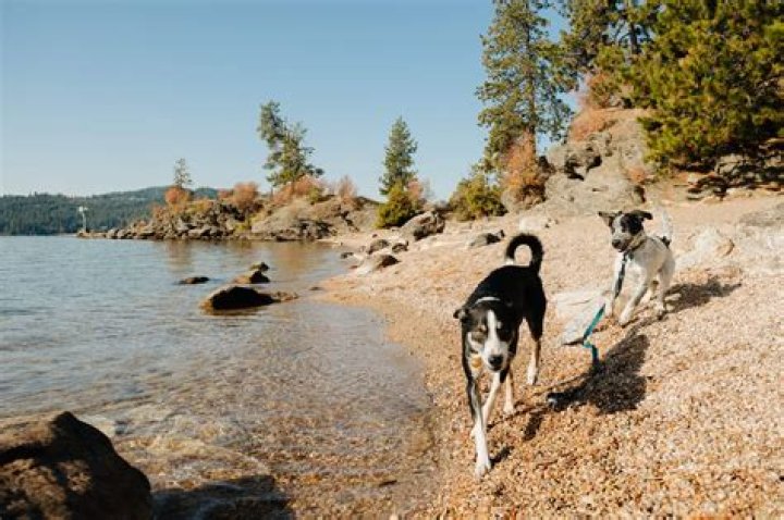 Can dogs swim in Lake Berryessa?