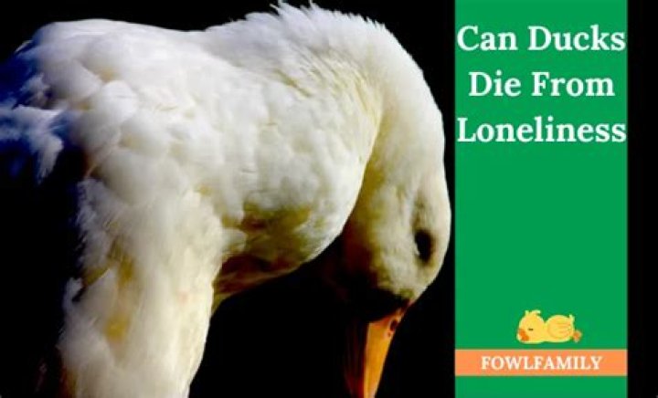 Can ducks die from loneliness?