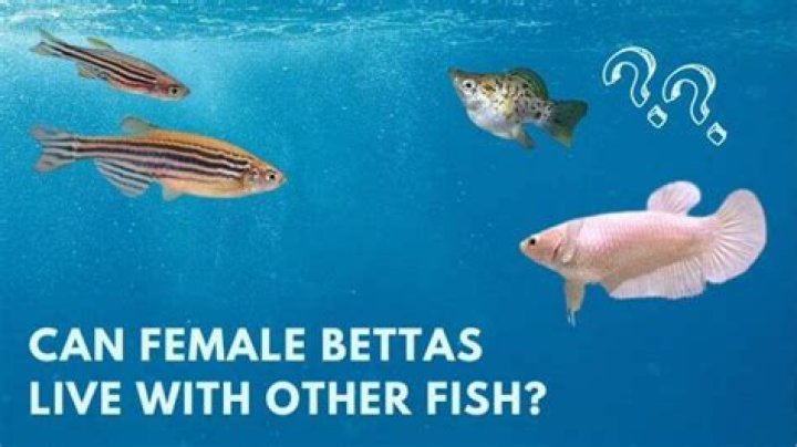 Can female bettas live with other fish?