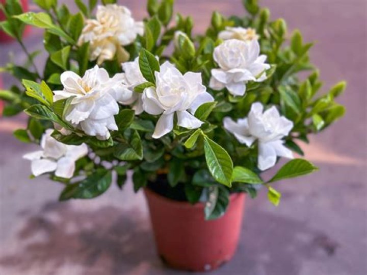 Can gardenias be transplanted?