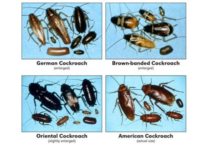 Can German roaches survive cold?