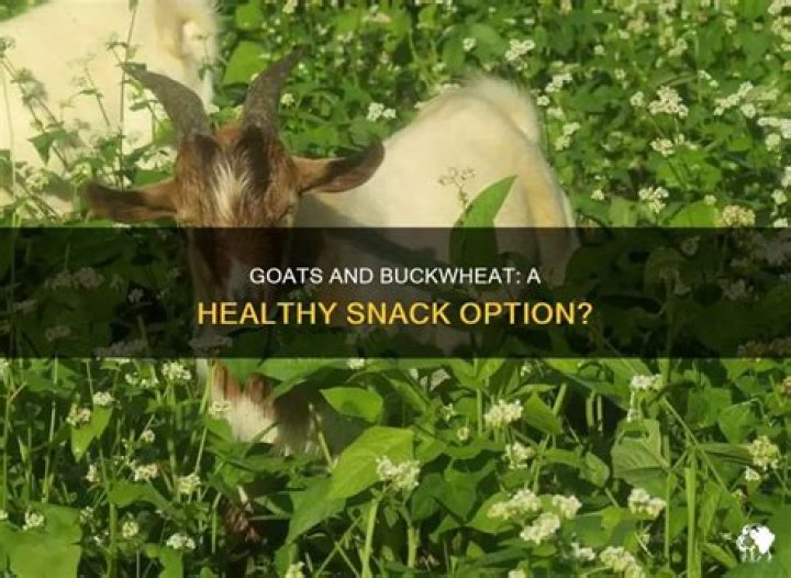 Can goats eat buckwheat?