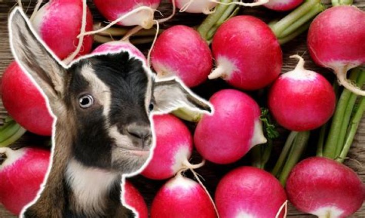 Can goats eat radishes?
