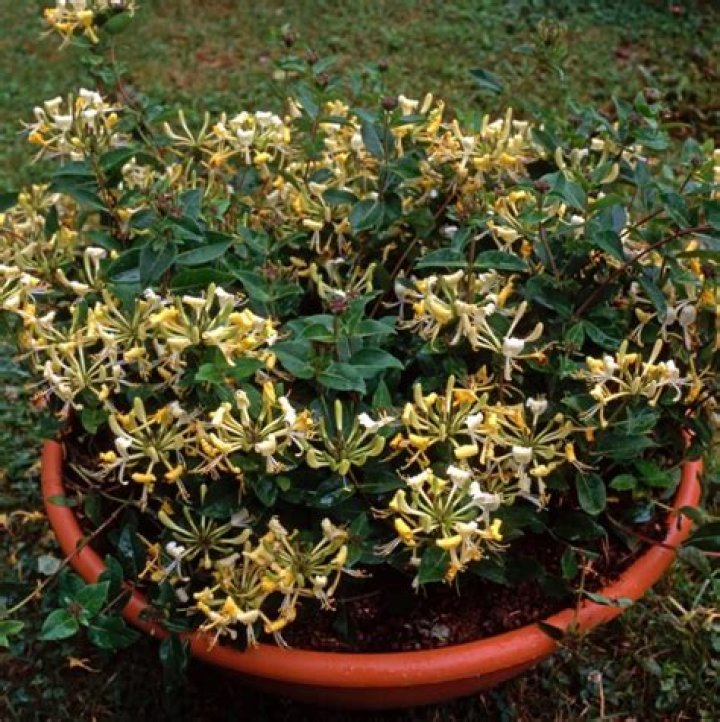 Can honeysuckle grow in containers?
