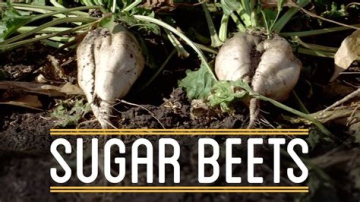 Can humans eat sugar beet?