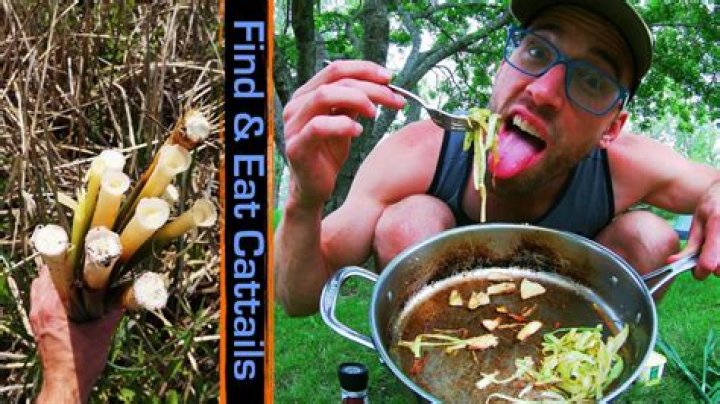 Can I eat cattails?
