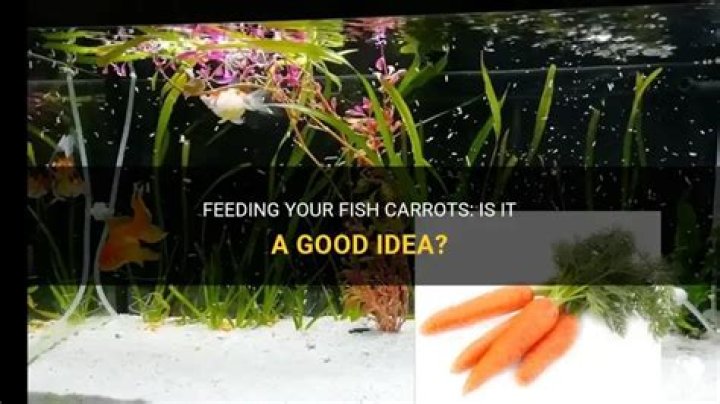 Can I feed my fish carrots?