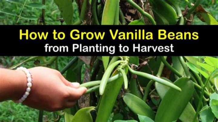 Can I grow vanilla beans indoors?
