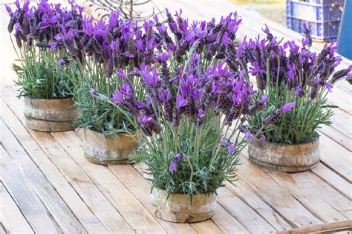 Can I plant lavender and rosemary together?