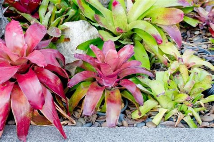 Can I put my Bromeliad outside?