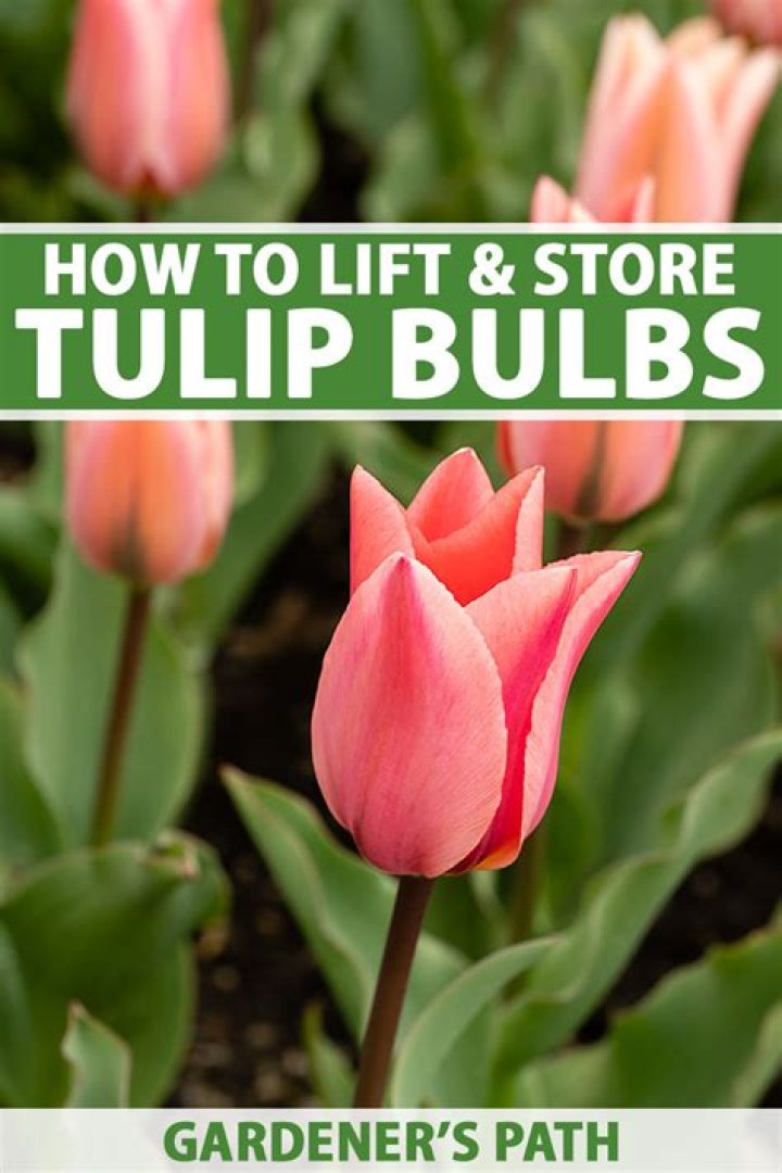 Can I store tulip bulbs in the refrigerator?