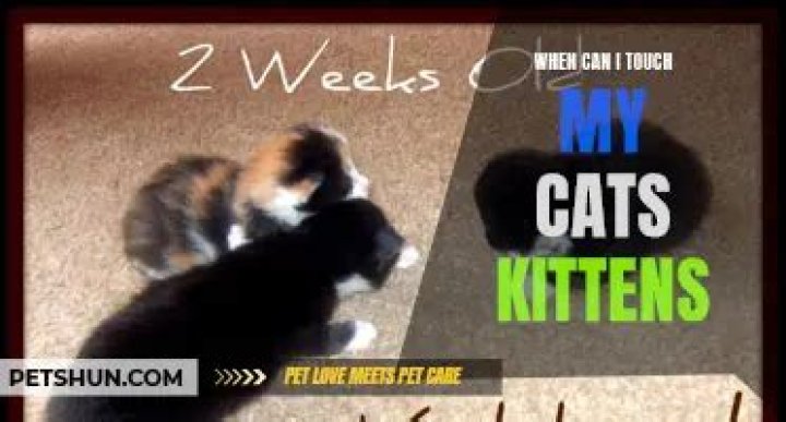 Can I touch my cats kittens?