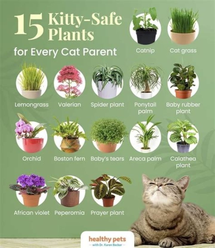 Can jade plant kill cats?