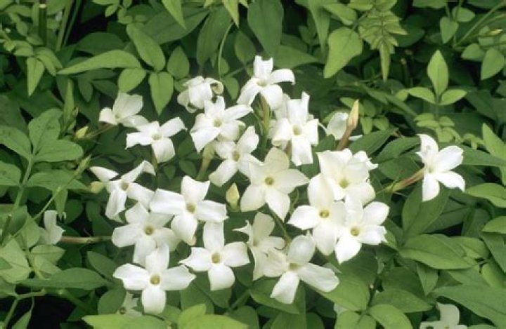 Can jasmine grow in Zone 7?