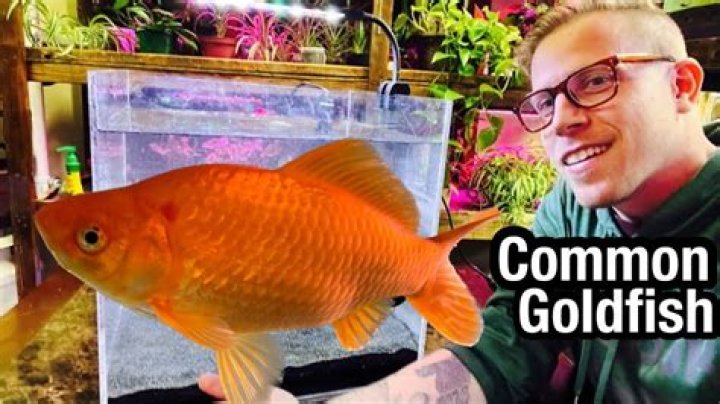 Can killifish live with goldfish?