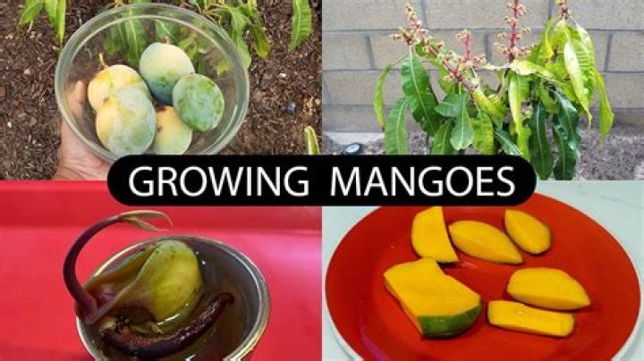 Can mangoes grow in San Diego?