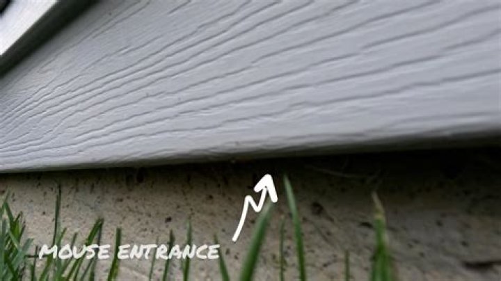 Can mice climb up vinyl siding?