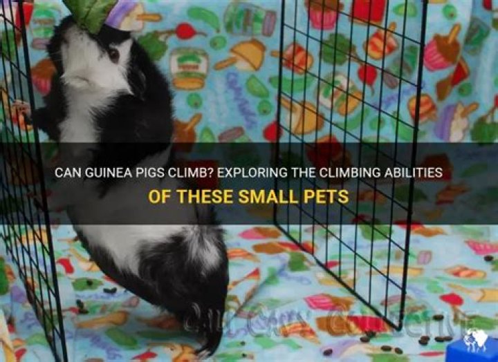 Can micro pigs climb stairs?