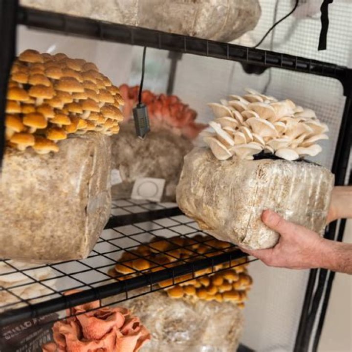 Can mushrooms grow in cold weather?