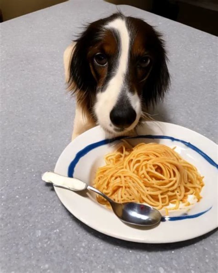 Can my dog eat spaghetti?