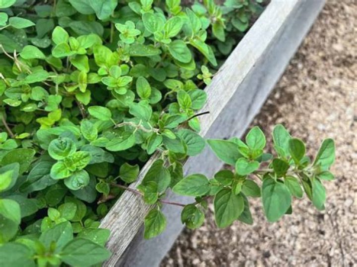 Can oregano kill insects?