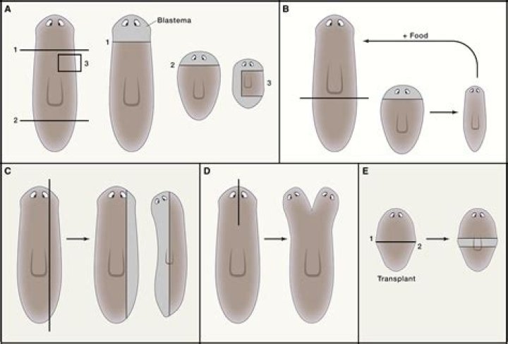 Can Planarians hear?