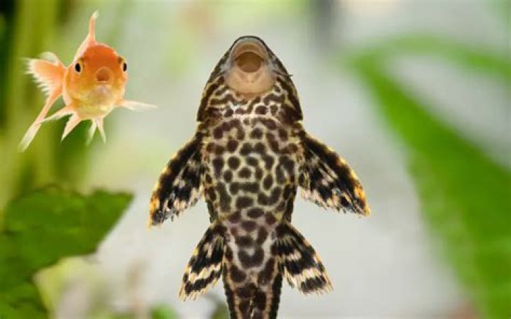 Can Plecos live with goldfish?